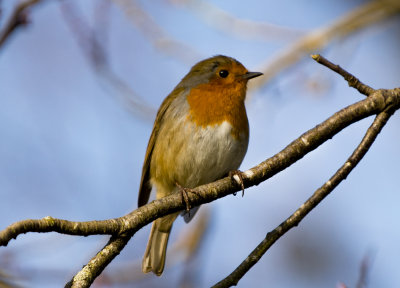 _Robin in chester park with a bit of sun