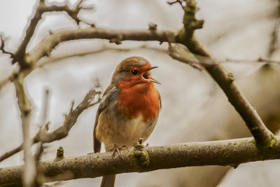 Robin in chester park 