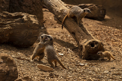 chester zoo