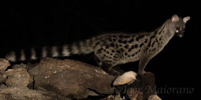 Genetta (Genetta genetta - Common Genet)