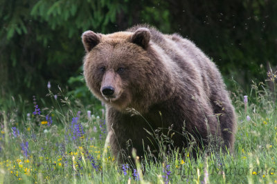 Orso bruno (Ursus arctos - Brown Bear)