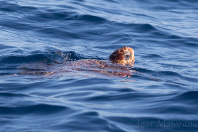 Tartaruga comune (Caretta caretta - Loggerhead Sea Turtle)