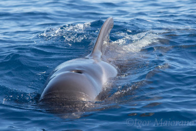 Globicefalo (Globicephala macrorhynchus - Short-finned Pilot Whale)