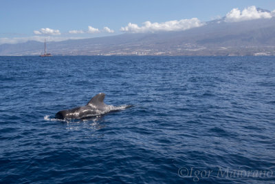 Globicefalo (Globicephala macrorhynchus - Short-finned Pilot Whale)