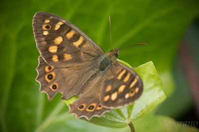 Pararge xiphioides - Canary Speckled Wood 