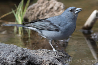 Fringuello blu delle Canarie (Fringilla teydea - Blue Chaffinch)