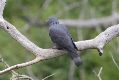 Colomba di Bolle (Columba bollii - Bolle's Pigeon)