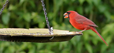Red Cardinal eating a sunflower seed.