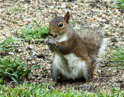 Squirrel Chomping on a sunflower seed