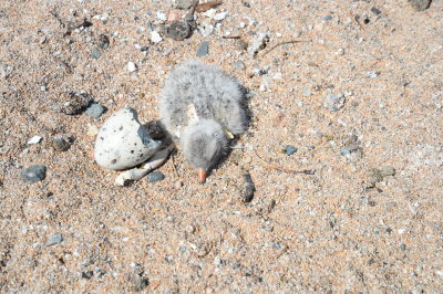 Caspian Tern chick, recently hatched, note eggshell on its back