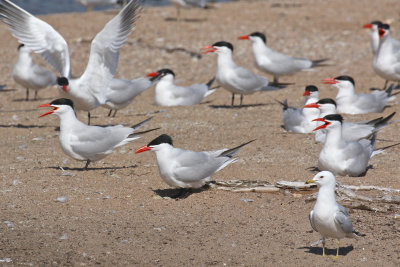 Caspian Tern colony, note adult standing at nest with two eggs