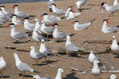 Caspian Tern colony, note adult standing at nest with recently hatched chick