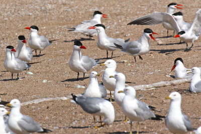 Caspian Tern colony- five nests visible in the sand