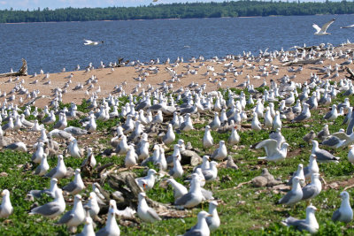 Caspian Tern colony, showing 105 adults out in the sand away from the main Ring-billed Gull colony