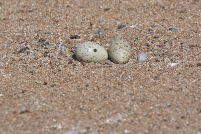 Caspian Tern nest, note the lack of nest material and finer egg spotting compared to Ring-billed Gull