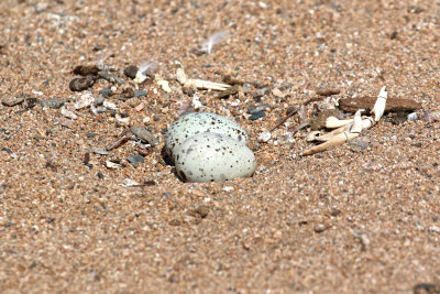 Caspian Tern nest out in sand, note the crayfish claws!