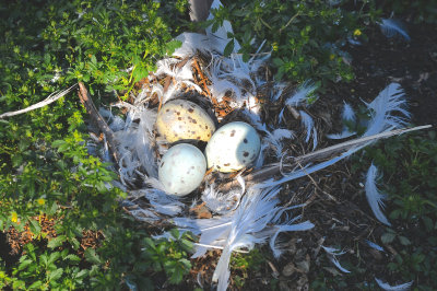 Ring-billed Gull nest in vegetation with a lot of nest material