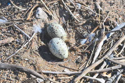 presumed Ring-billed Gull nest in sand