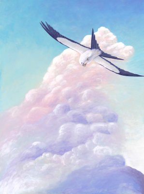 Swallow-Tailed Kite