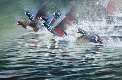 Harlequin Ducks taking off