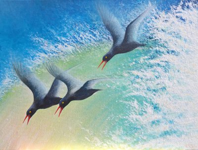 Black Oystercatchers