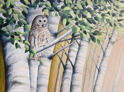 Barred Owl