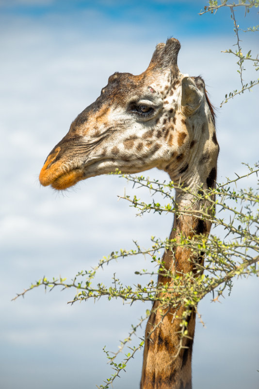 Masai giraffe 