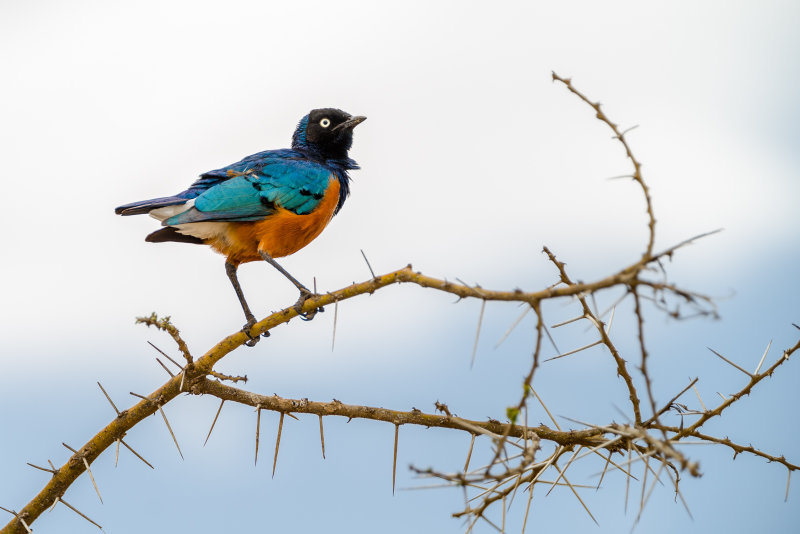 Superb Starling