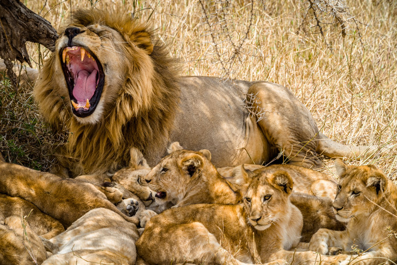 Lion family