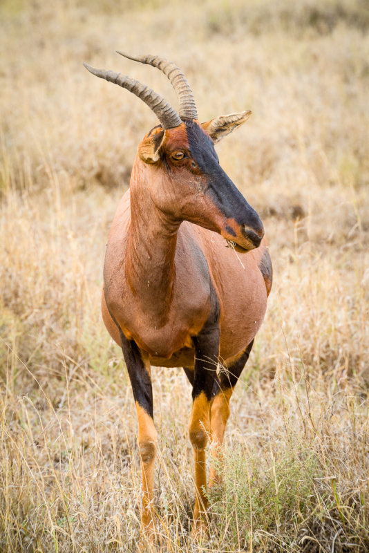 Topi