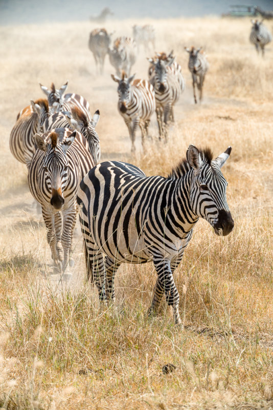 Plains zebra