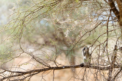 Vervet monkey