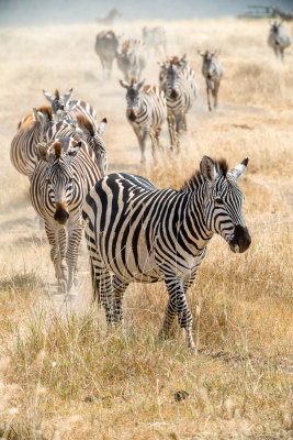 Plains zebra
