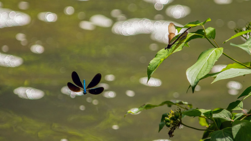 Demoiselle bistre - Calopteryx maculata