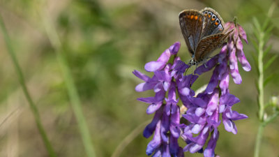 Polyommatus icarus sur Vesce jargeau