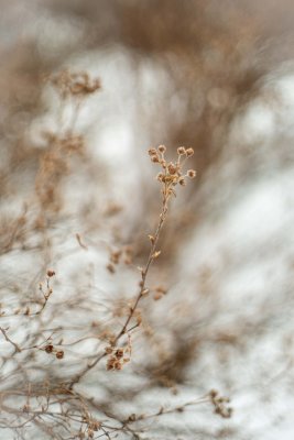 Vestiges de Potentilles 