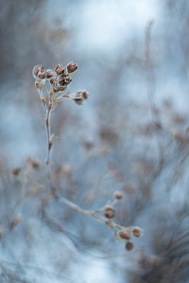 Vestiges de Potentilles