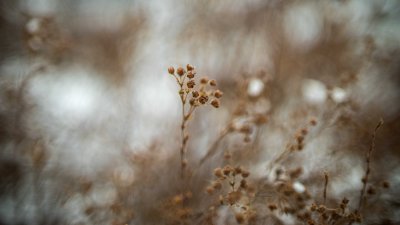 Vestiges de Potentilles 