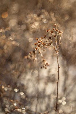 Vestiges de Potentilles