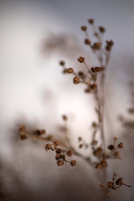 Vestiges de Potentilles