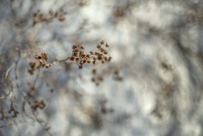 Vestiges de Potentilles 