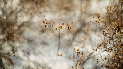 Vestiges de Potentilles 