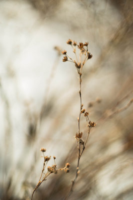 Vestiges de Potentilles