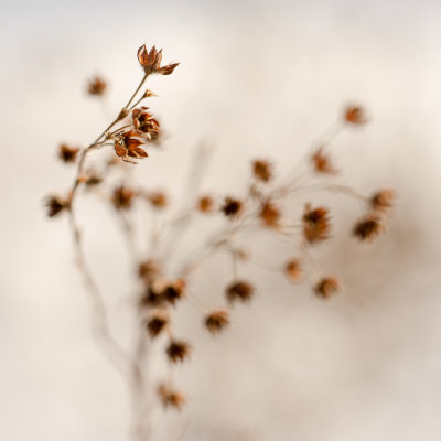 Vestiges de Potentilles 