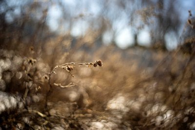 Vestiges de Potentilles 