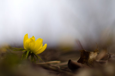 Eranthis hyemalis 