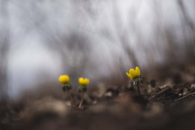 Eranthis hyemalis 