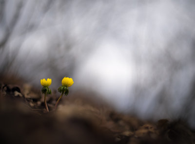  Eranthis hyemalis 