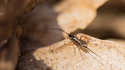 Ichneumonidae (femelle)