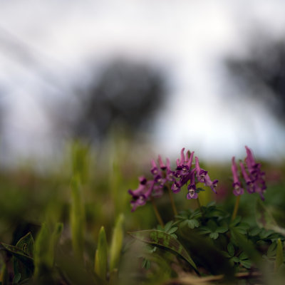 Doux Printemps